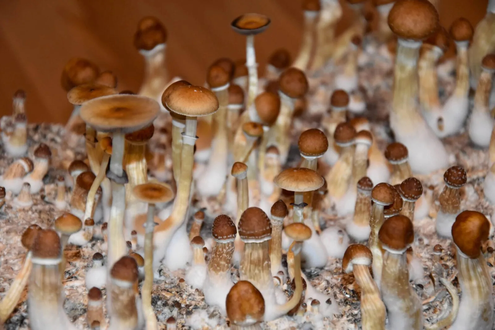 Read more about the article Introduction To Penis Envy Psychedelic Mushrooms