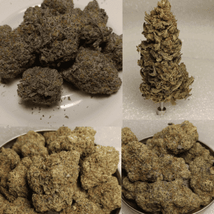 Dank Works Cannabis Club Is Setting The Bar High For Cannabis Quality In Delaware And Pennsylvania